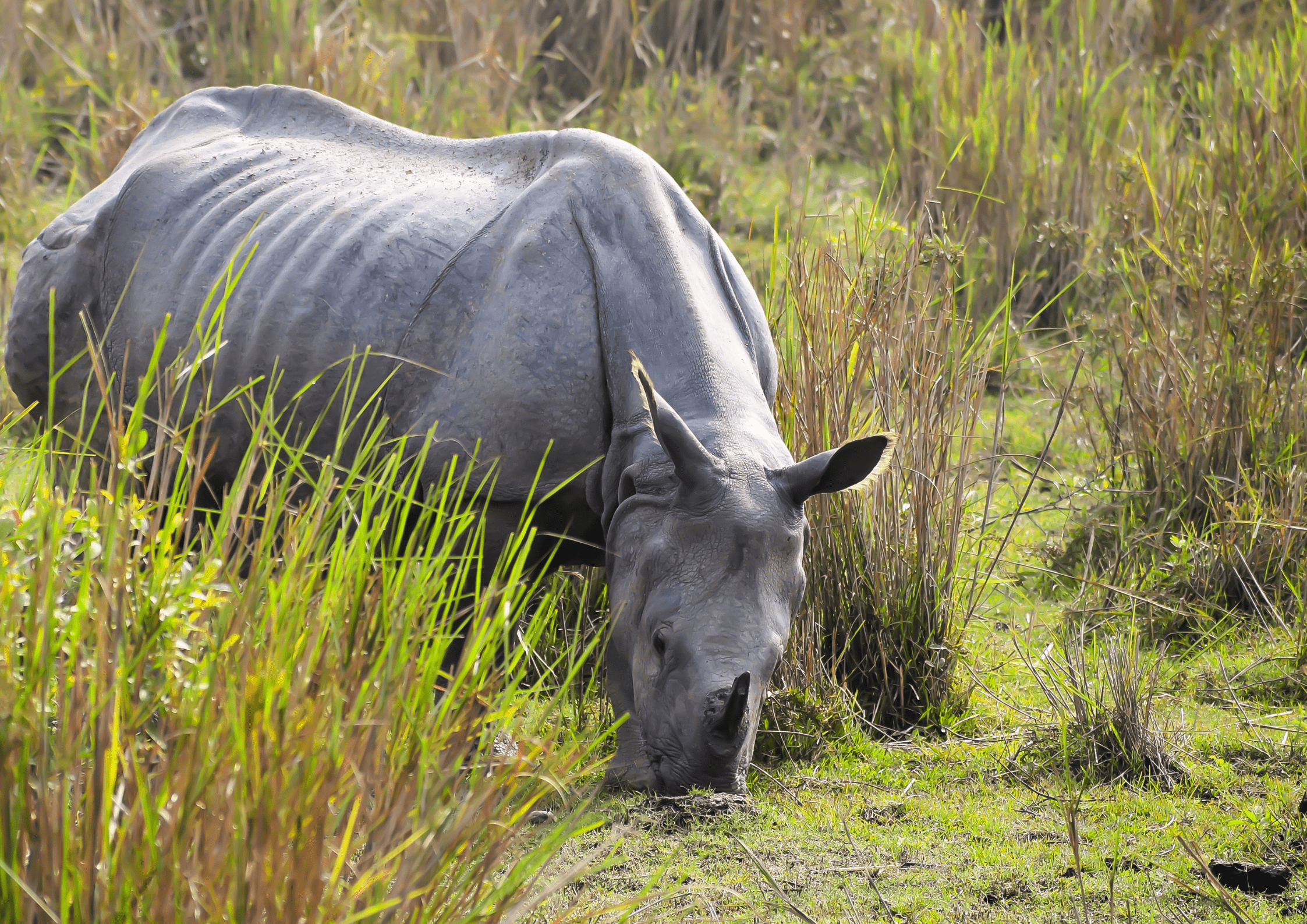Kaziranga, Assam