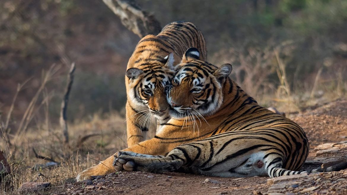 Ranthambore, Rajasthan